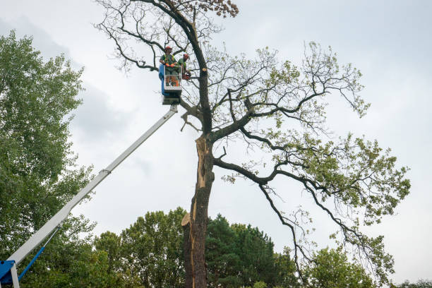 Gholson, TX Tree Services Company